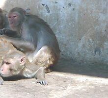 Temple Monkeys by Ratatouille