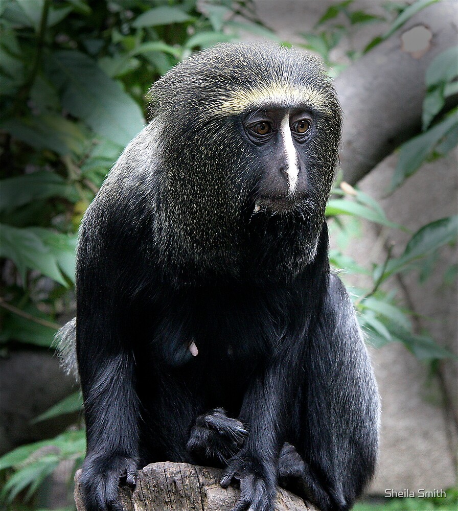 Baboon, Congo and To be on Pinterest