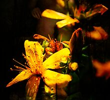 Lighting by Antanas