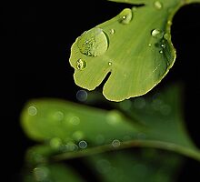 drop of water by cool3water