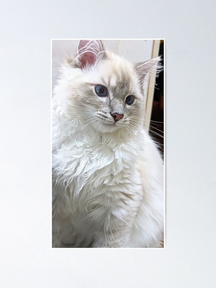 Fluffy Lynx Ragdoll Kitten Poster For Sale By Fluffycat Redbubble