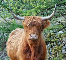 Hielan Coo, Lochgoilhead by Alisdair Gurney