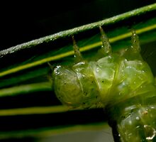Inner workings by Steve Woodman