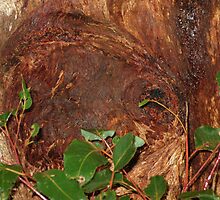 Trunk Of An Ancient Red Tingle Tree by Pam Wilkie