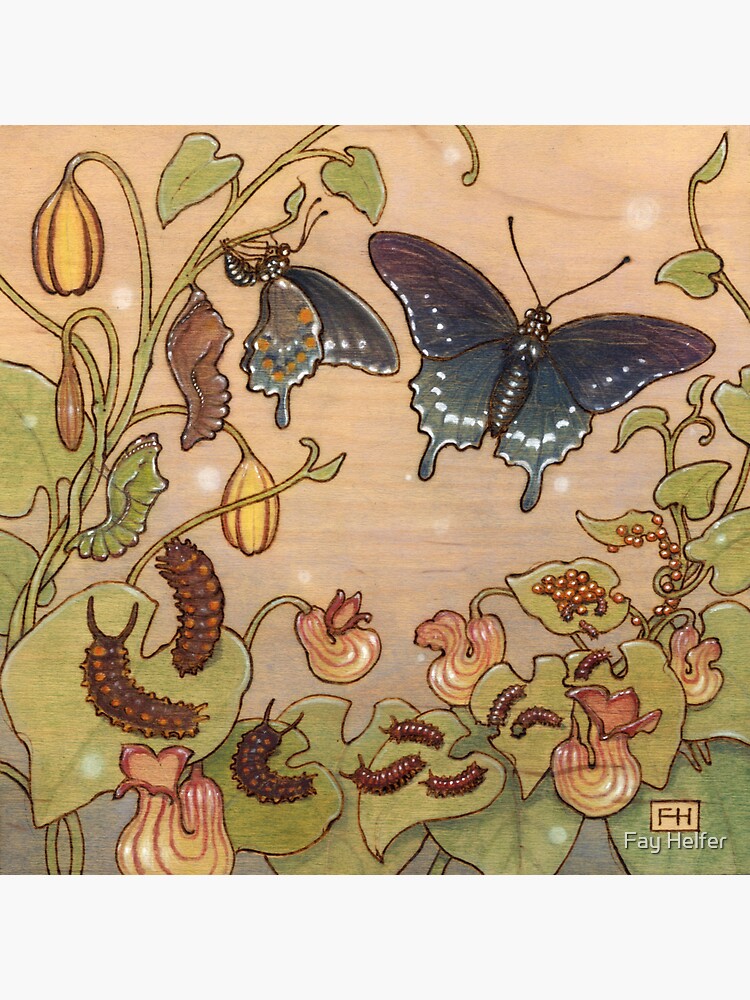 Butterfly Life Cycle Pipevine Swallowtail Sticker For Sale By