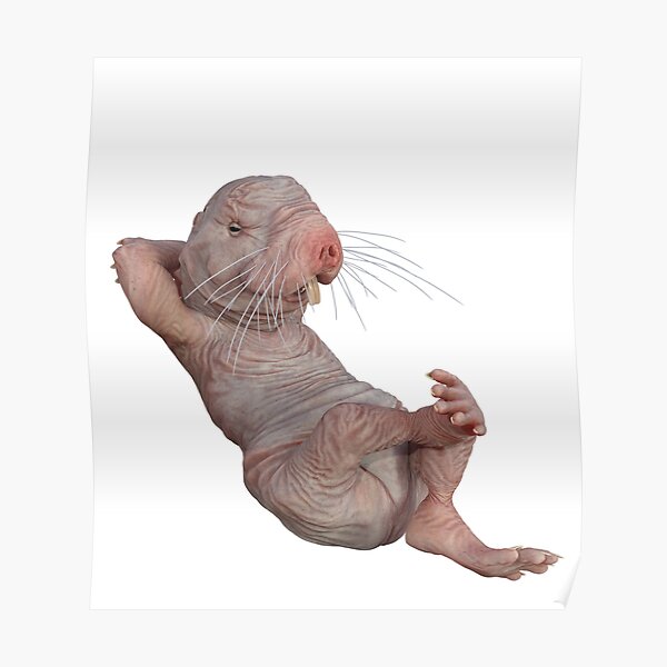 I Just Really Like Naked Moles Ok Funny Naked Mole Rat Poster For