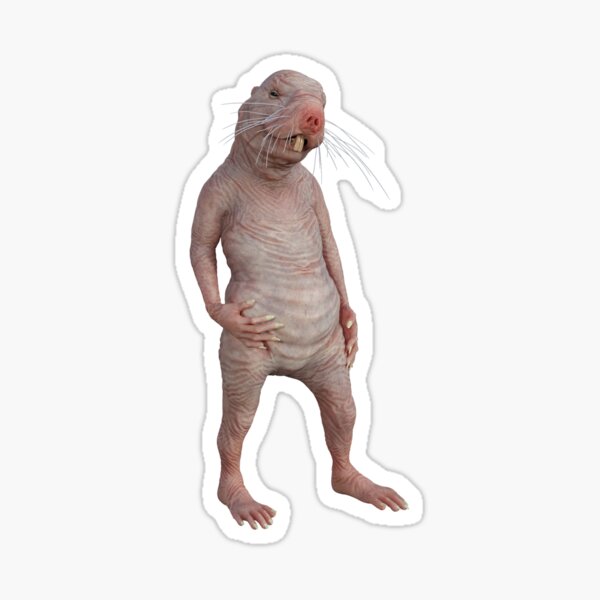 I Just Really Like Naked Moles Ok Funny Naked Mole Rat Sticker For Sale By Epicbeast Redbubble