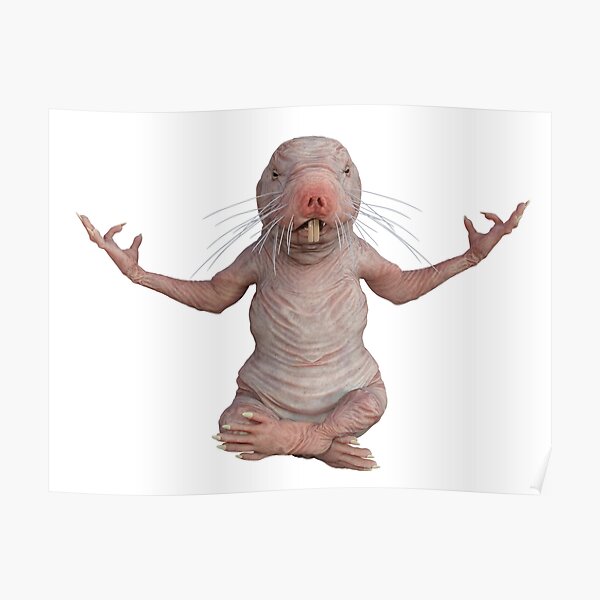 I Just Really Like Naked Moles Ok Funny Naked Mole Rat Poster For Sale By Epicbeast Redbubble