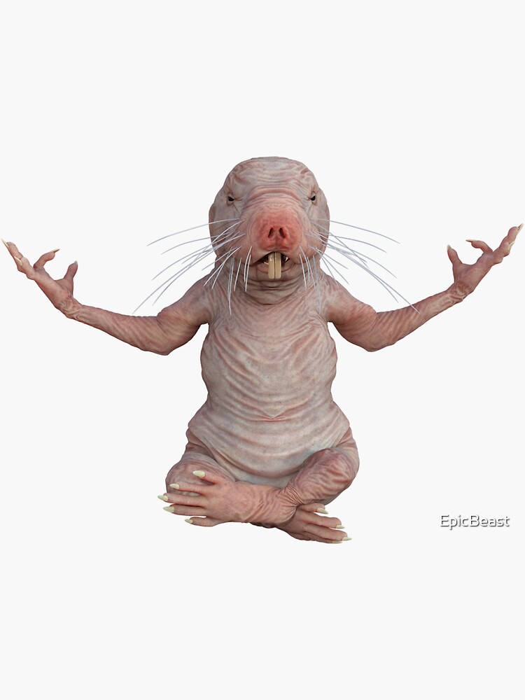 I Just Really Like Naked Moles Ok Funny Naked Mole Rat Sticker For Sale By Epicbeast Redbubble