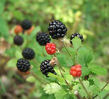 In The Berry Patch by Leighton Jack