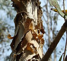Paper Bark Tree by Sharon Robertson