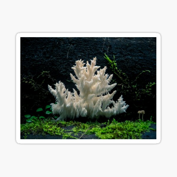 Hericium Coralloides Coral Tooth Fungus Sticker For Sale By Spooky