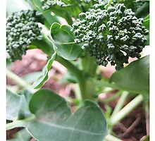 broccoli by ClaireMC