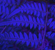 Blue Fern by HELUA
