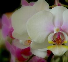 Orchid-Mania 1 by ctheworld