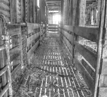 Sheep yards by shaynetwright