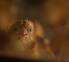 Ruffled by Ann Rodriquez