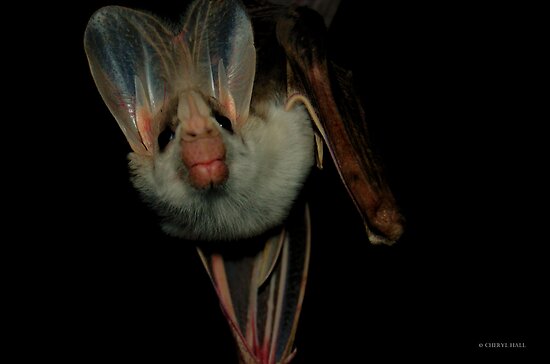 the ghost bat