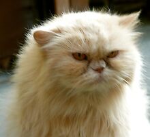 Sour Puss by Jamie Tucker