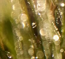 Bokeh waterdrops on grass blades II by Nadia Korths