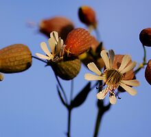 Tiny Things by Flowers