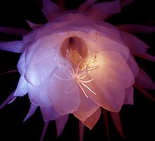 Light my Fire by Kuulei2you