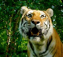 Focused by Jamie Tucker