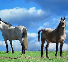 Equine Expressions by Samantha Dean