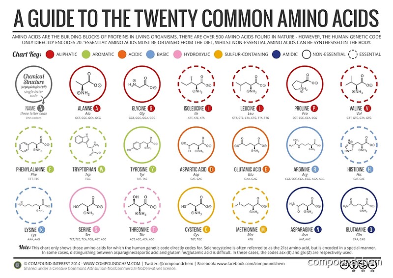 what are amino scids