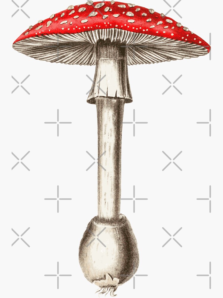 Amanita Muscaria Sticker For Sale By Ephemerae Redbubble