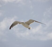 Hang Time - Jekyll #5 by Luann Gingras