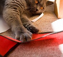 Bag Obsession (2008) by Jessica King