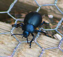 Bloody-nosed beetle....... by jdmphotography