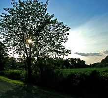 Sun tree by Corey Williams