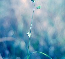Monday blues ... by Tjasa Gruden