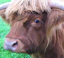 Hairy Coo by jacqi