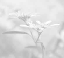 White V by Damienne Bingham
