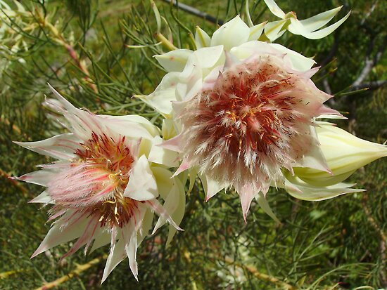 Blushing Bride Flower