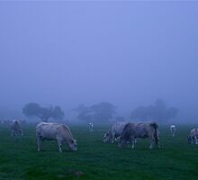 Cows in the mist by David Lang