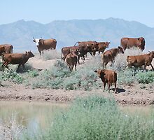 Stay Away From Our Water Hole! by Carol Barona