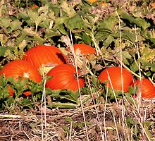 Pumpkin Patch by mnkreations