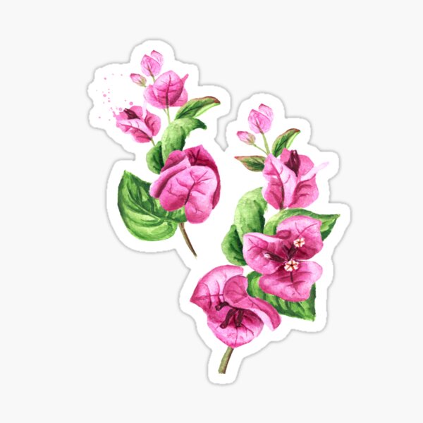 Watercolor Pink Bougainvillea Flower With Leaves Sticker For Sale By