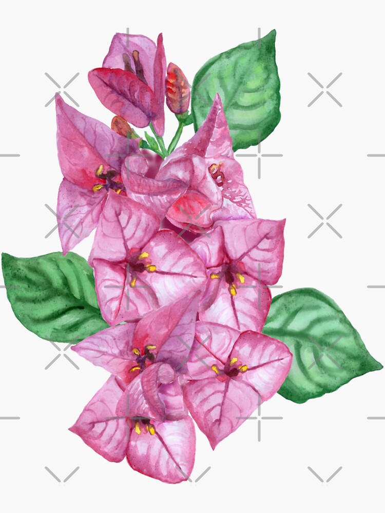 Watercolor Pink Bougainvillea Flower With Leaves Sticker For Sale By