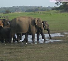 Herd of wild elephants in sri lanka, dry zone jungle by alaya