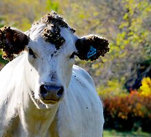 Cow by Geoffrey