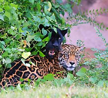 Peek-A-Boo by ArkansasLisa