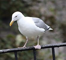 California Gull by Laurie Puglia