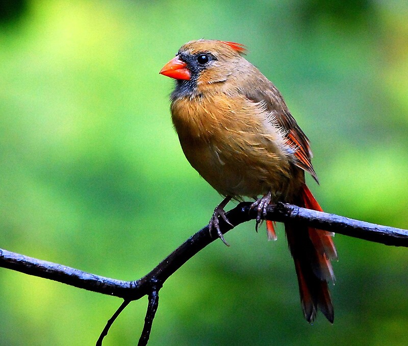 female cardinal female cardinal