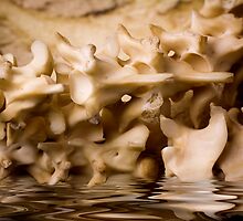 Water Bones by doorfrontphotos