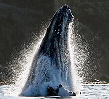 The Moment by Randy Jay Braun